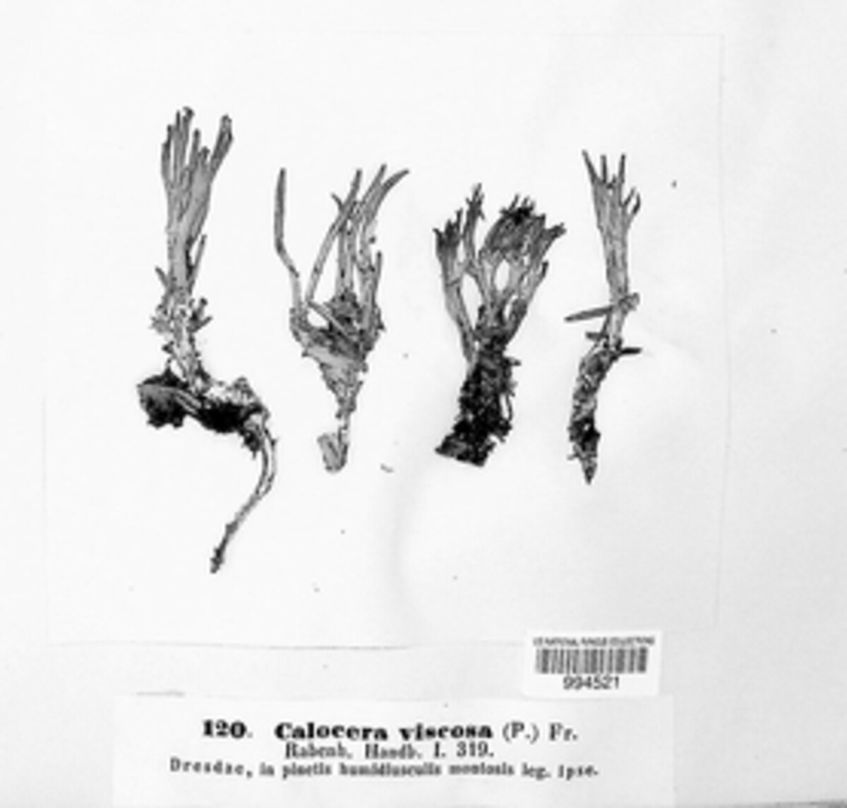 Calocera image